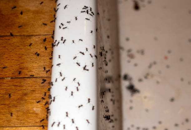 Best Local Pest Control Services  in Marshall, IL