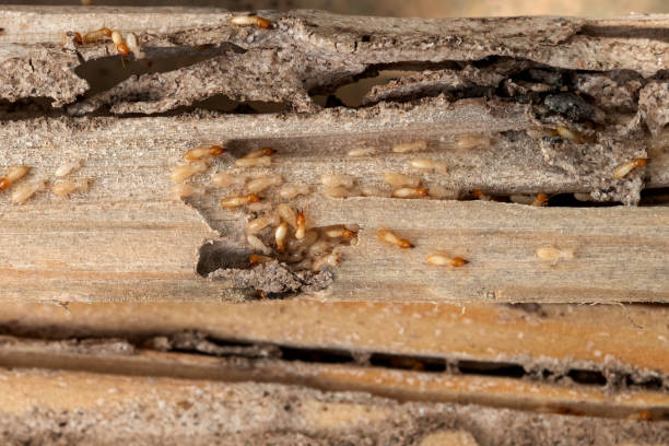 Professional Pest Control in Marshall, IL
